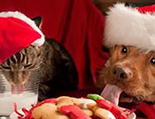 Hurry Before Santa Comes